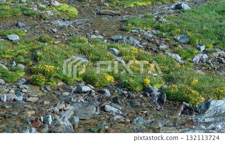 Kyrgyzstan_Karakol Gorge-Telety Pass_Alpine plants Kyrgyzstan_Karakol Gorge-Telety Pass_Alpine plants 132113724