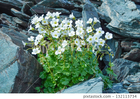 吉爾吉斯_特萊蒂山口_高山植物 吉爾吉斯_特萊蒂山口_高山植物 132113734