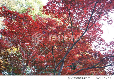 鮮紅的秋葉 鮮紅的秋葉 132113767