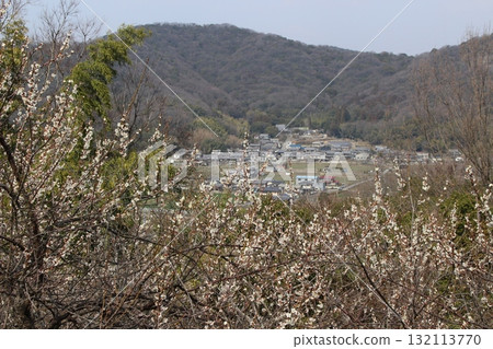 辰野梅林祭 迎春 初春 姬路 132113770