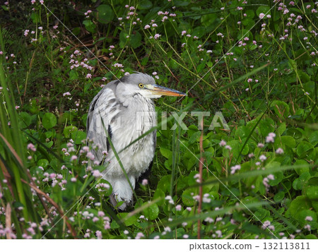Great blue heron Great blue heron 132113811