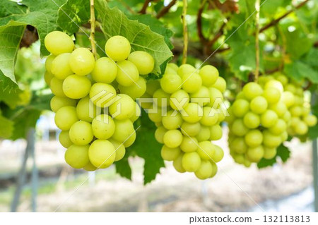 宮城縣仙台市陽光麝香葡萄採收:秋季美味 宮城縣仙台市陽光麝香葡萄採收:秋季美味 132113813