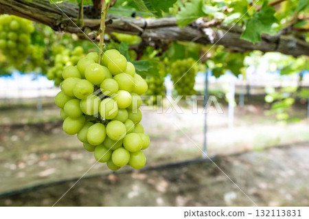 Shine Muscat Grape Picking: Autumn Tastes, Sendai City, Miyagi Prefecture Shine Muscat Grape Picking: Autumn Tastes, Sendai City, Miyagi Prefecture 132113831