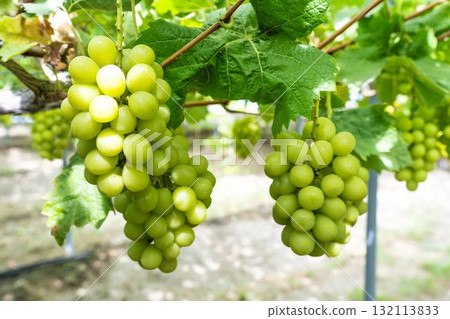 Shine Muscat Grape Picking: Autumn Tastes, Sendai City, Miyagi Prefecture Shine Muscat Grape Picking: Autumn Tastes, Sendai City, Miyagi Prefecture 132113833