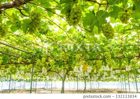 宮城縣仙台市陽光麝香葡萄採收：秋季美味 132113834