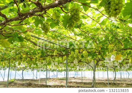 宮城縣仙台市陽光麝香葡萄採收：秋季美味 132113835