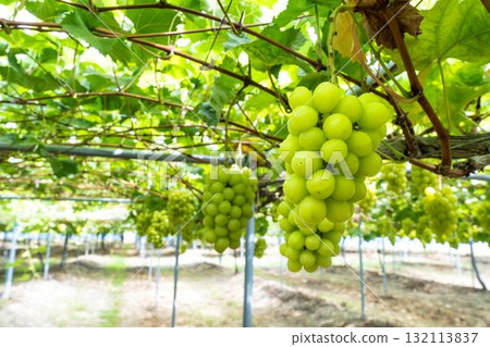 Shine Muscat Grape Picking: Autumn Tastes, Sendai City, Miyagi Prefecture Shine Muscat Grape Picking: Autumn Tastes, Sendai City, Miyagi Prefecture 132113837