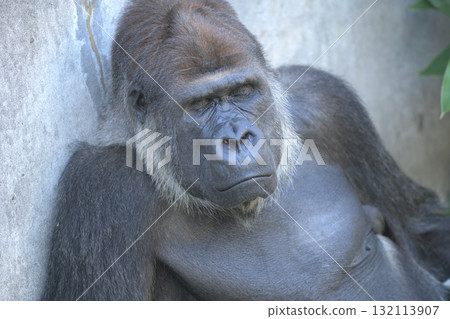 大猩猩彷彿意識到了什麼似的，閉上了眼睛。 132113907