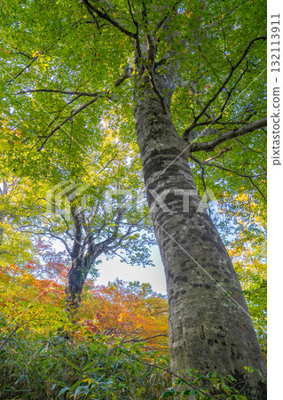 Giant beech trees and colorful forests in early autumn (Fujisato Komagatake, Shirakami-Sanchi) 132113911
