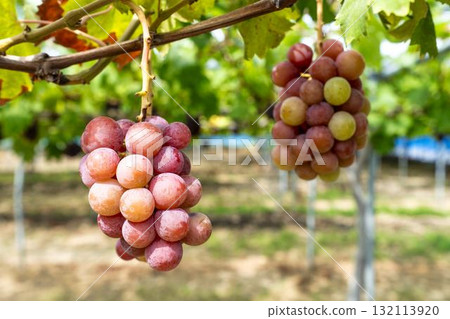 妮娜女王的葡萄採收 宮城縣仙台市 妮娜女王的葡萄採收 宮城縣仙台市 132113920