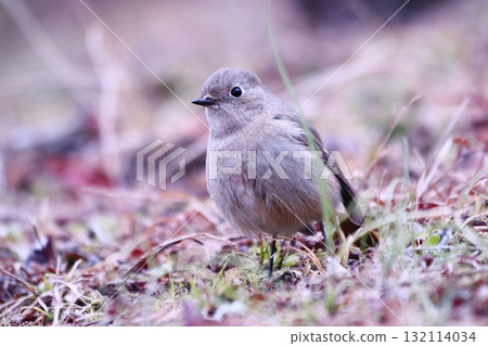 Giobitaki got down to the ground 132114034