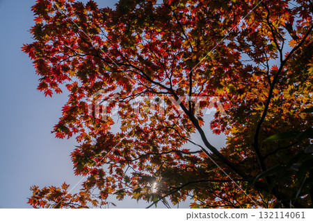 The autumn leaves of the Sue maple trees and the shining rays of light that adorn the early autumn (Fujisato Komagatake, Shirakami-Sanchi) The autumn leaves of the Sue maple trees and the shining rays of light that adorn the early autumn (Fujisato Komagatake, Shirakami-Sanchi) 132114061