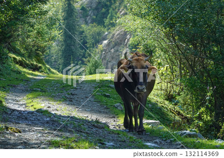 Kyrgyzstan_Dzhetyoguz_Telety Camp-Kok Jaiyk Valley 132114369