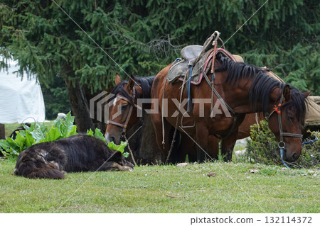 Kyrgyzstan_Dzhetyoguz_Telety Camp-Kok Jaiyk Valley 132114372