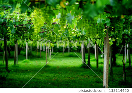 Shine Muscat cultivation Shine Muscat cultivation 132114460