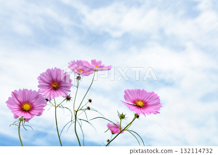 Colorful cosmos flowers swaying like fairies dancing in the autumn breeze Colorful cosmos flowers swaying like fairies dancing in the autumn breeze 132114732