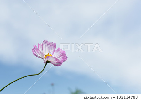 Colorful cosmos flowers swaying like fairies dancing in the autumn breeze Colorful cosmos flowers swaying like fairies dancing in the autumn breeze 132114788
