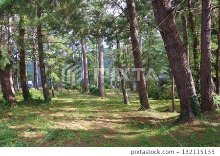 沖繩島町布施地區的黑松 132115133