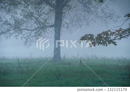 Morning mist forest Morning mist forest 132115179