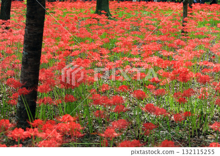 The gorgeous red spider lily flower field at Kinchakuda 132115255