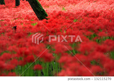 The gorgeous red spider lily flower field at Kinchakuda The gorgeous red spider lily flower field at Kinchakuda 132115270