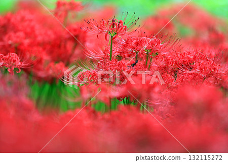 巾著田的華麗紅花海 巾著田的華麗紅花海 132115272