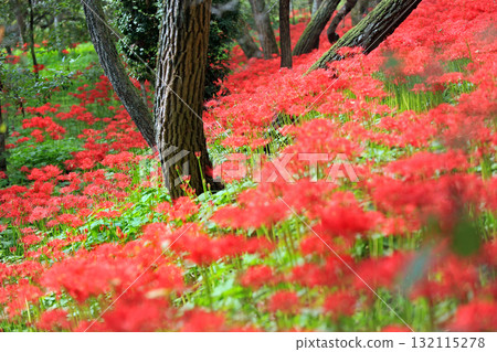 The gorgeous red spider lily flower field at Kinchakuda The gorgeous red spider lily flower field at Kinchakuda 132115278