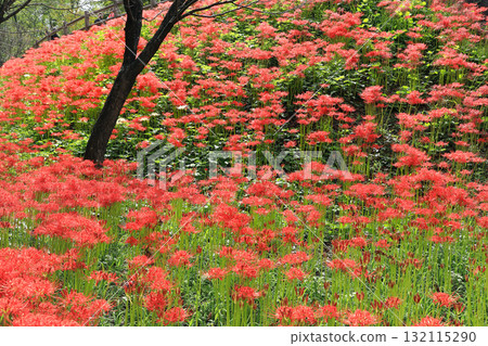 巾著田的華麗紅花海 巾著田的華麗紅花海 132115290