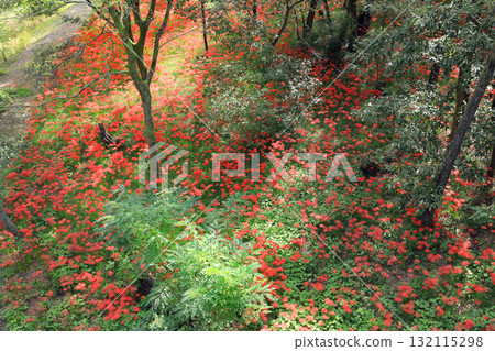 The gorgeous red spider lily flower field at Kinchakuda 132115298