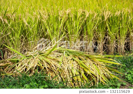 稻田 稻田 132115629