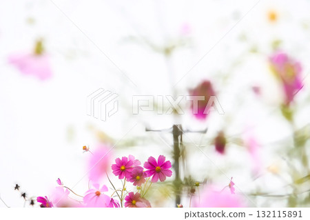 夢幻般的粉紅色波斯菊在白光下綻放 132115891