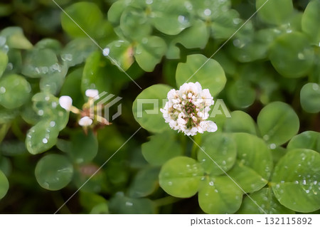 雨滴覆蓋的三葉草和白三葉草 132115892