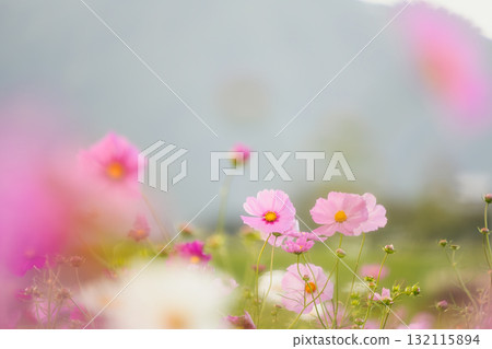A field of beautiful cosmos flowers in soft light and pastel colors A field of beautiful cosmos flowers in soft light and pastel colors 132115894