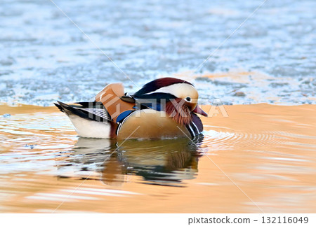 A male mandarin duck swims on the surface of a lake where the ice is beginning to melt in a park in Hokkaido. 132116049