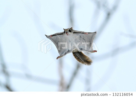 北海道冬季公園裡，一隻西伯利亞飛鼠白天在樹林間飛翔 132116054