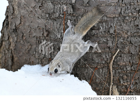 A Siberian flying squirrel eating snow piled up on the ground during the day in a winter park in Hokkaido A Siberian flying squirrel eating snow piled up on the ground during the day in a winter park in Hokkaido 132116055