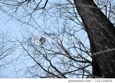 日落後，北海道冬季公園裡，一隻西伯利亞飛鼠在樹林間飛翔 132116058