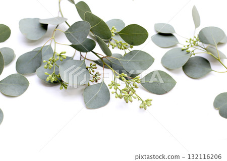 Eucalyptus leaves on white background. Green leaf branches. 132116206