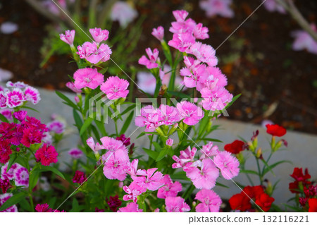 Dianthus flowers blooming beautifully in the garden. Dianthus flowers blooming beautifully in the garden. 132116221