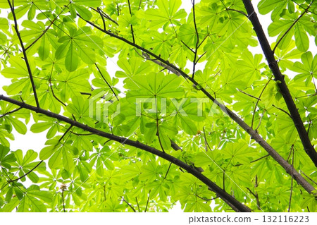 Green leaves of a Japanese Horse Chestnut tree 132116223
