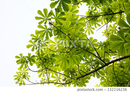 Green leaves of a Japanese Horse Chestnut tree Green leaves of a Japanese Horse Chestnut tree 132116236
