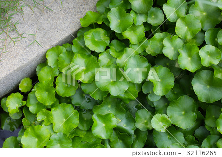 Gotu Kola, Centella Asiatica, Asiatic Pennywort. Herbal Plant Gotu Kola, Centella Asiatica, Asiatic Pennywort. Herbal Plant 132116265