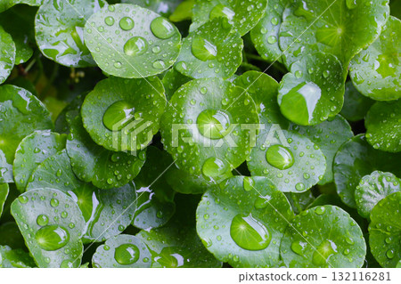Green leaves of centella asiatica with rain drop (Gotu Kola) Fresh herb plant Green leaves of centella asiatica with rain drop (Gotu Kola) Fresh herb plant 132116281