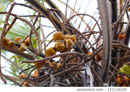 Fruits of Hyphaene coriacea on tree 132116285