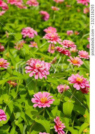Bright pink zinnia flowers blooming in a garden 132116293