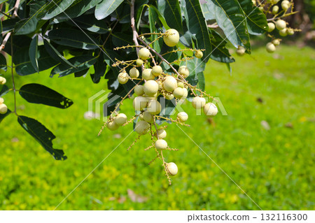 Young green longan fruits growing in clusters on a tree branch Young green longan fruits growing in clusters on a tree branch 132116300