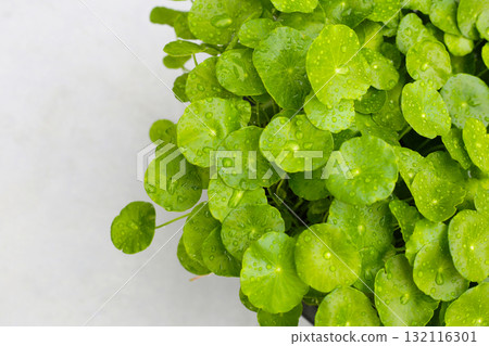 Green leaves of centella asiatica with rain drop (Gotu Kola) Fresh herb plant Green leaves of centella asiatica with rain drop (Gotu Kola) Fresh herb plant 132116301