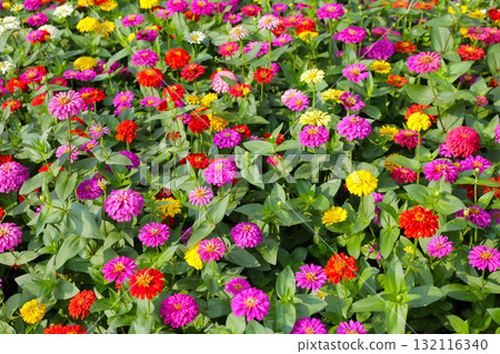 Colorful zinnias in full bloom brightens the garden 132116340