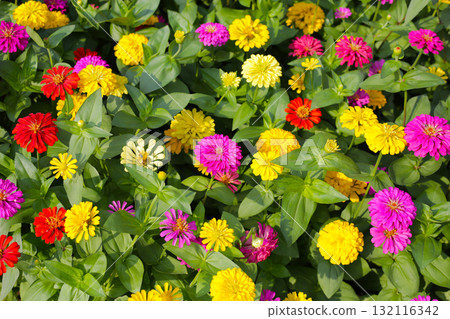A vibrant zinnia garden in full bloom 132116342