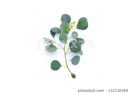 Eucalyptus leaves on white background. Green leaf branches. Eucalyptus leaves on white background. Green leaf branches. 132116369